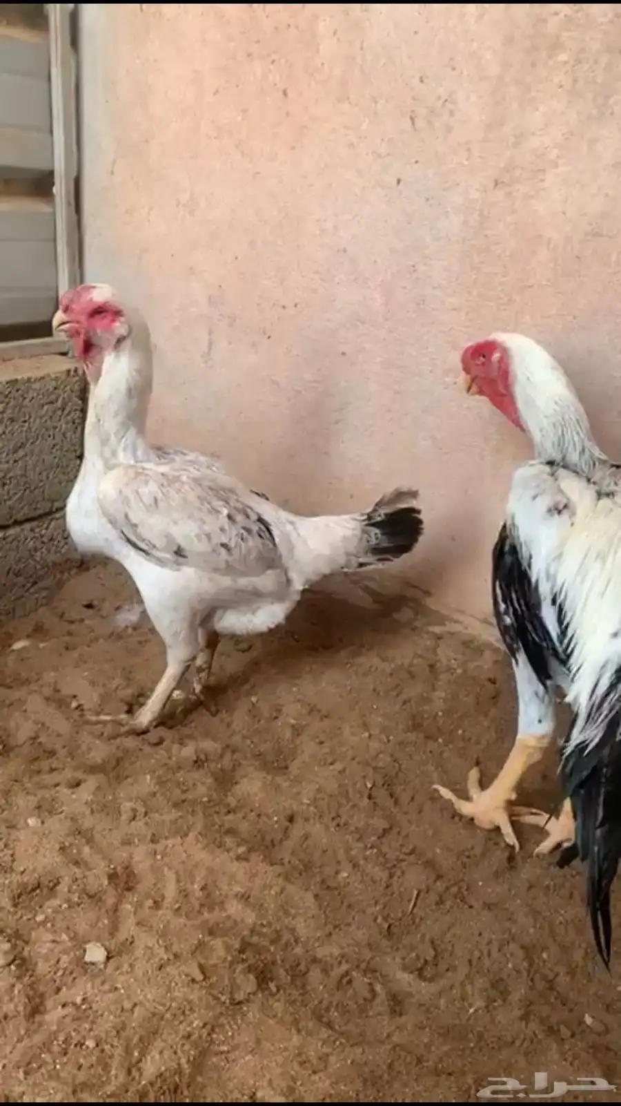دجاج فارسي (حجازي) فواخر 7