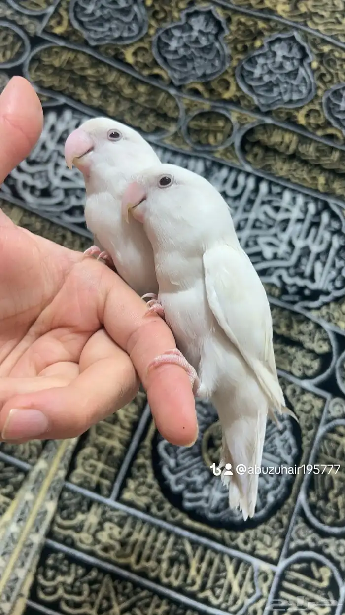 طيور روز أليفة لطيفين ولاعبين واللي يبغى زين يلحق عليه 3