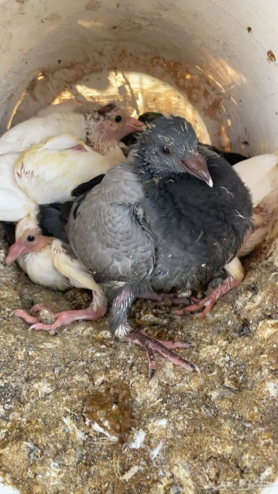 الخرج 1