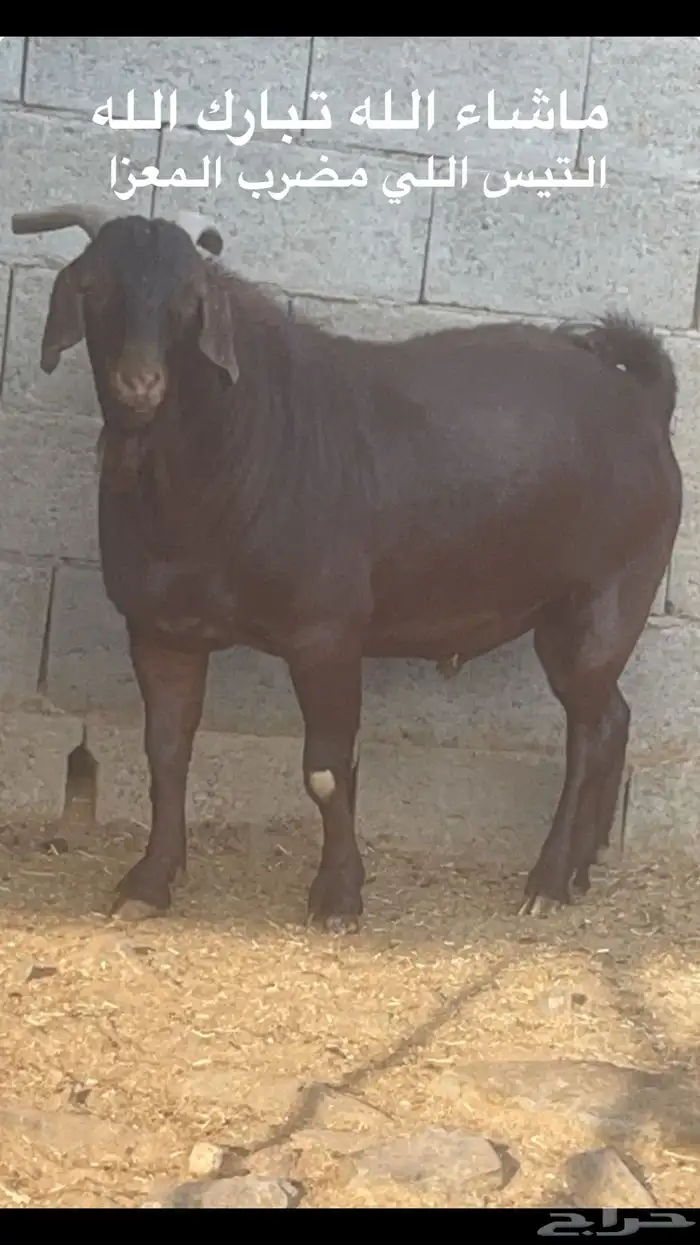 2 معزا بلدي دفيع(تم البيع) 4