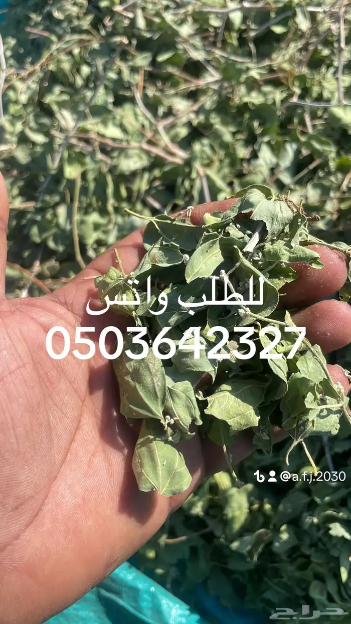 سدر بلدي وحناء مديني 6