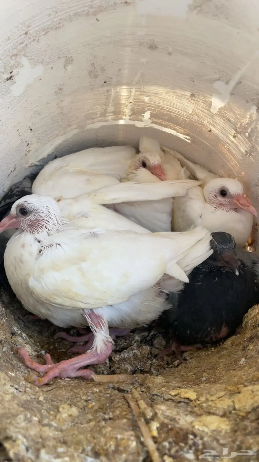 الخرج 2