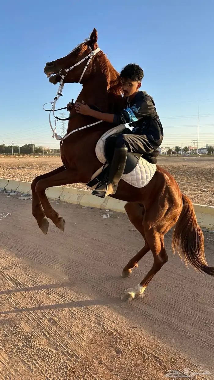 خيل عربي شعبي 0