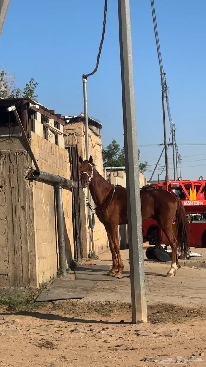 خيل عربي شعبي 1
