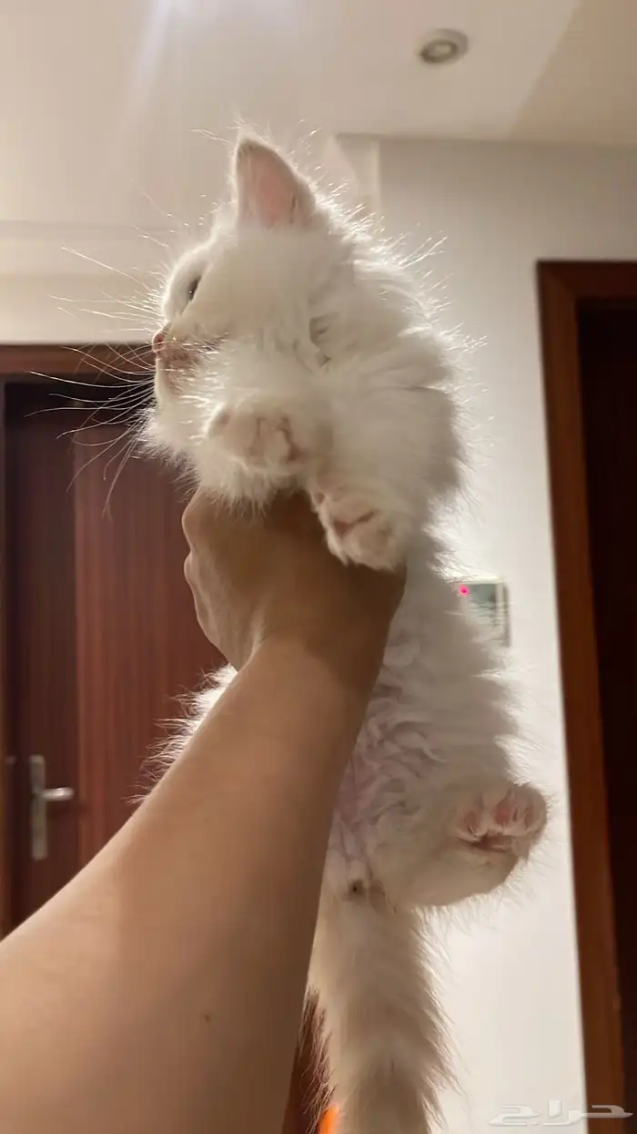 قطط للبيع 12
