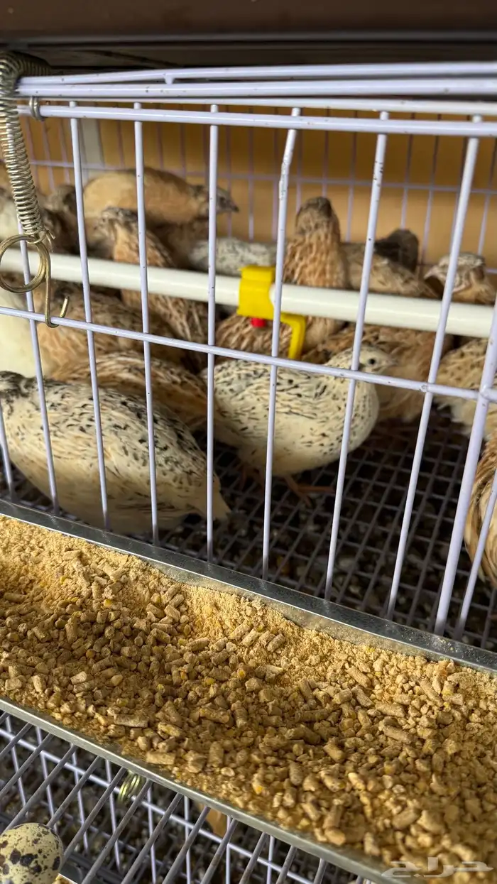 بطارية سمان فري للبيع 2