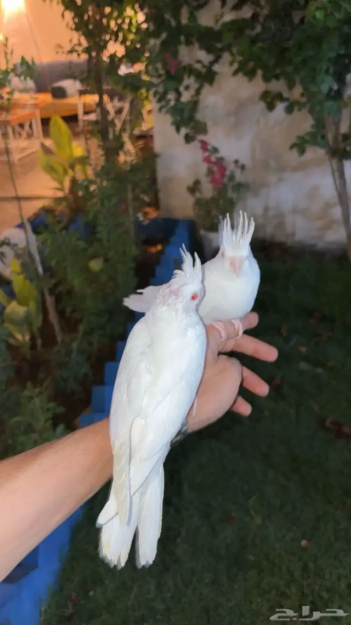 كروان اليف 1