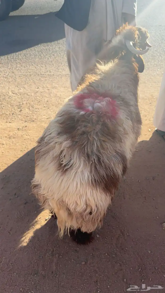 ذبايح 2