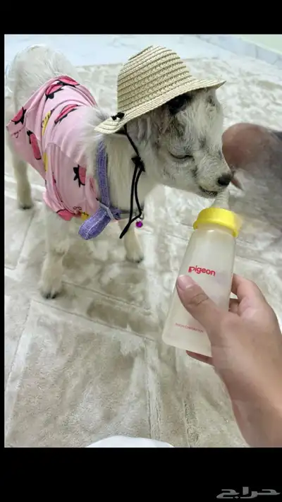 ماعز قزمي 0