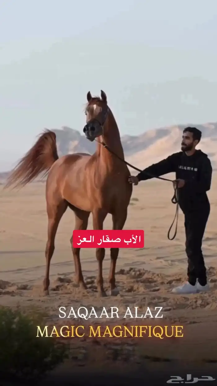 مهره واهو دماء جمال 3