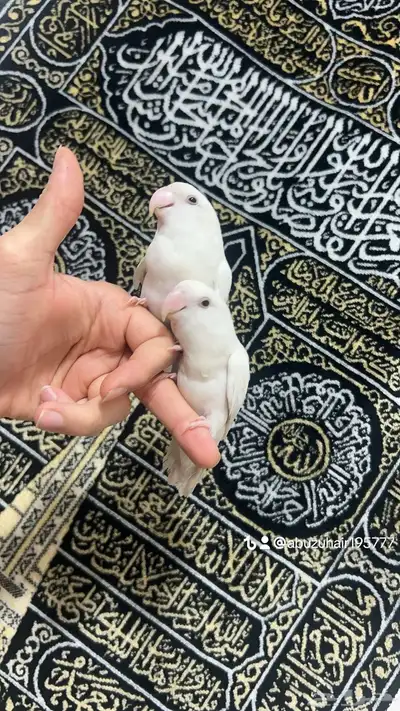 طيور روز أليفة لطيفين ولاعبين واللي يبغى زين يلحق عليه 4