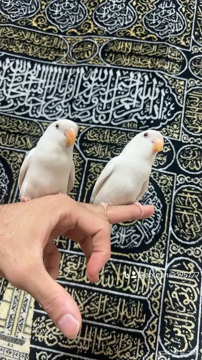 طيور روز أليفة لطيفين ولاعبين واللي يبغى زين يلحق عليه 5