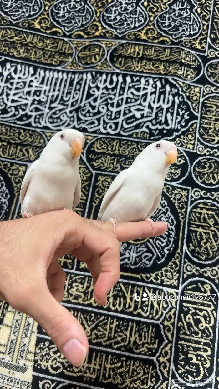 طيور روز أليفة لطيفين ولاعبين واللي يبغى زين يلحق عليه 5