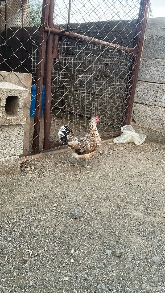 للبيع دجاج عربي ماكنتوش دم صافي 3