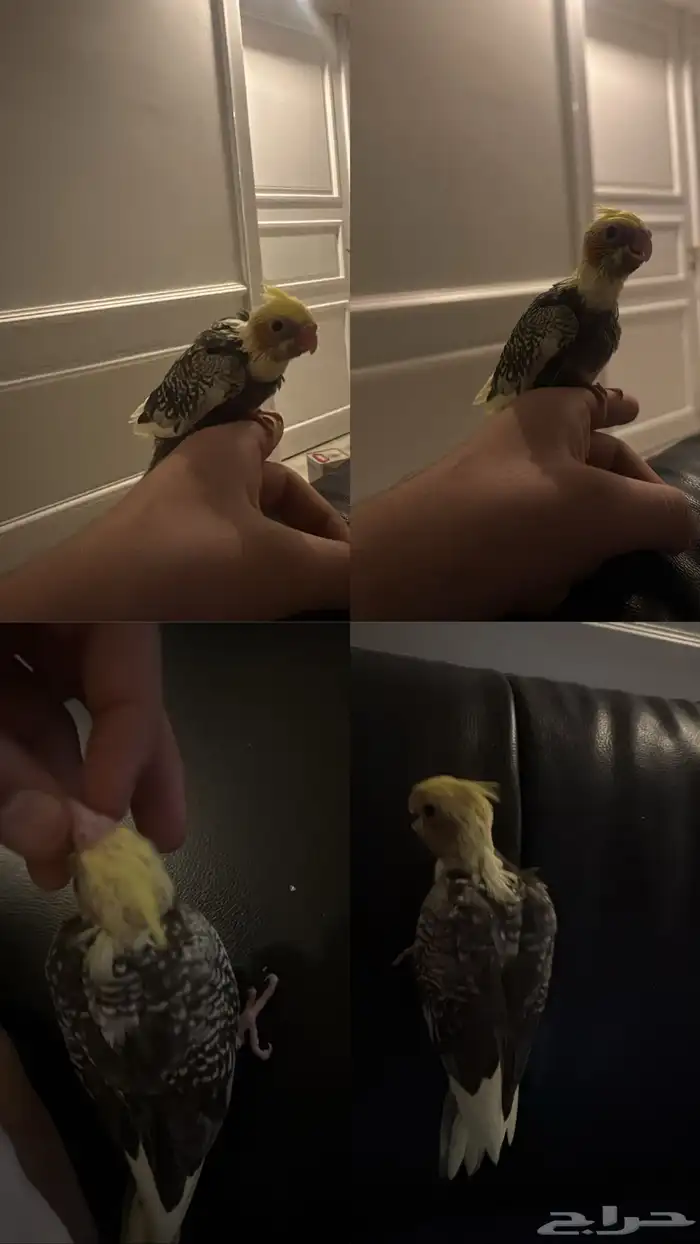 فرخ كروان فراشه 0