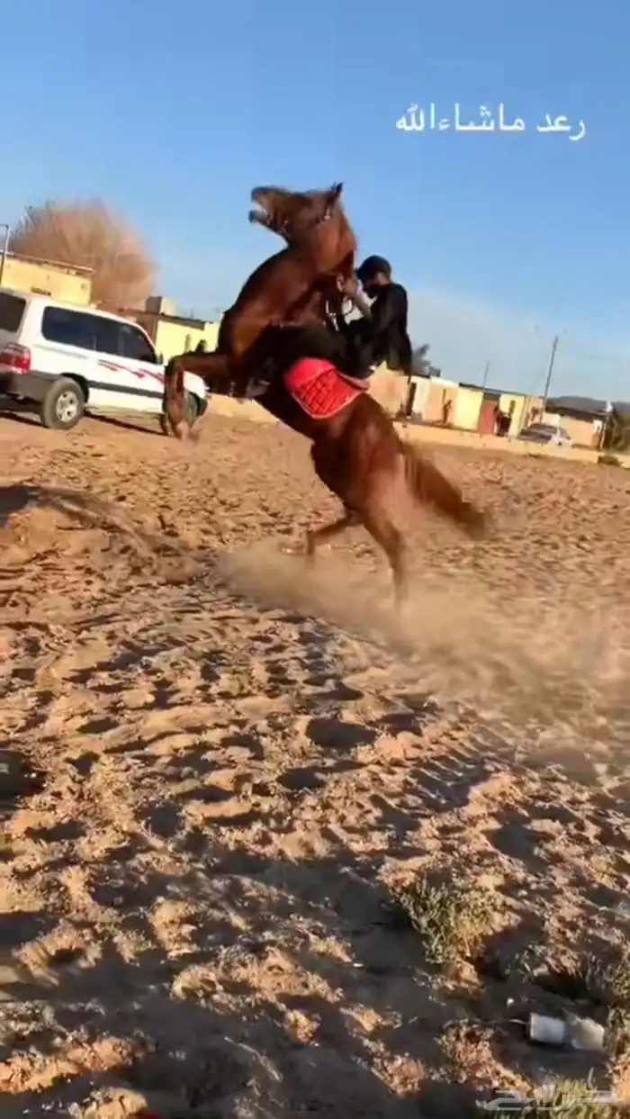 خيل عربي شعبي 4