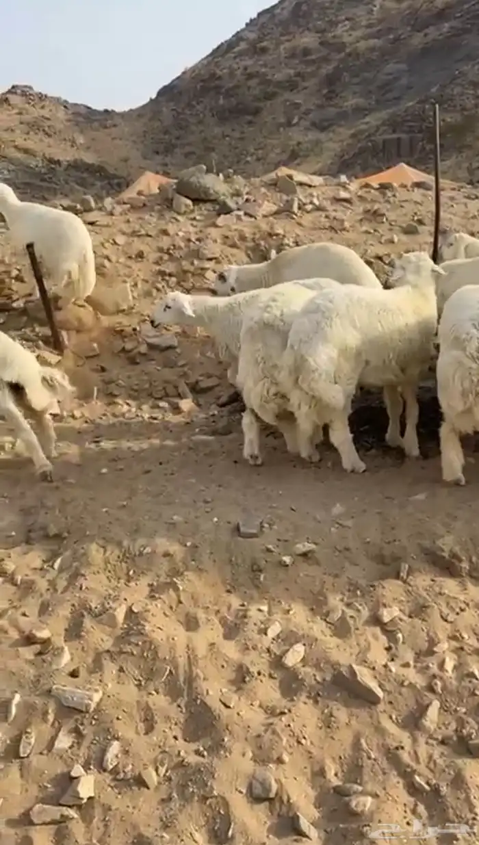 طليان أضاحي 0