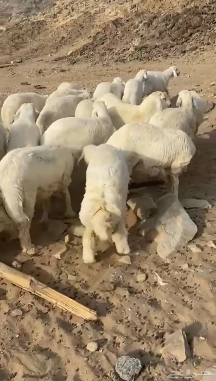 طليان أضاحي 2
