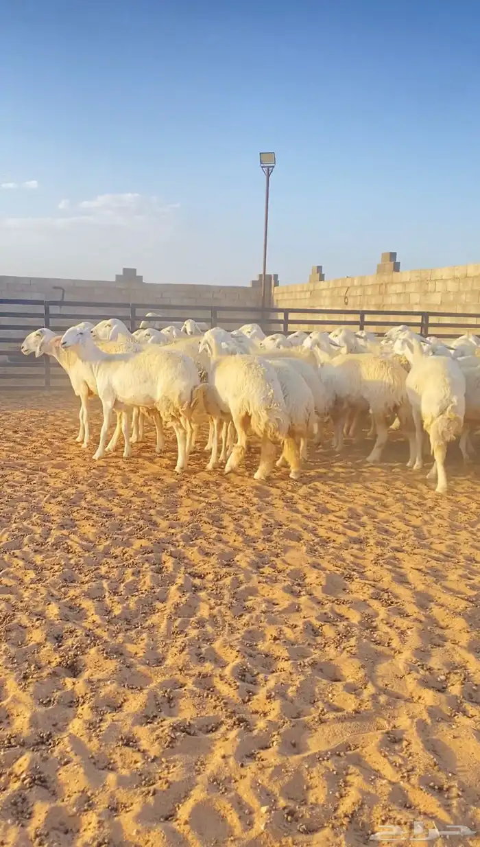 رخال حريات حرش لهوات القناي 43 راس دفيع( تم البيع ) 3