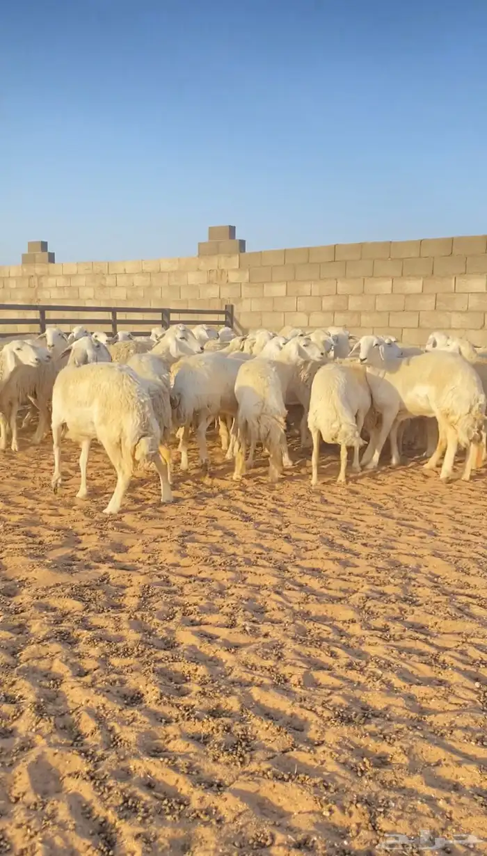 رخال حريات حرش لهوات القناي 43 راس دفيع( تم البيع ) 6