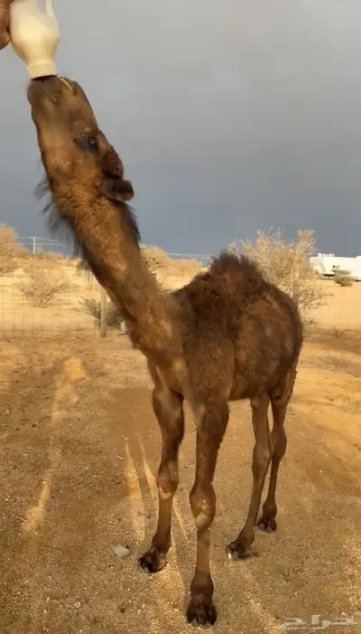 للبيع قعود يصلح للي يبي يضير ولا يربي. ( تم البيع). 0