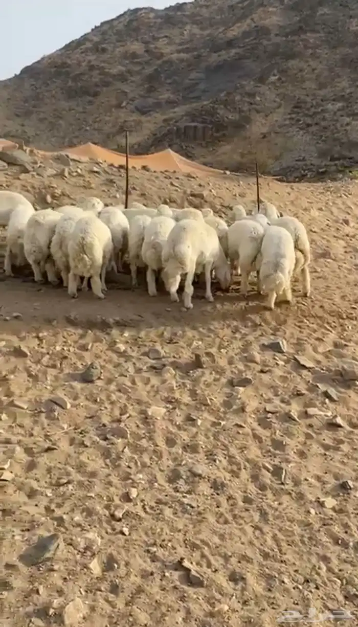 طليان أضاحي 3