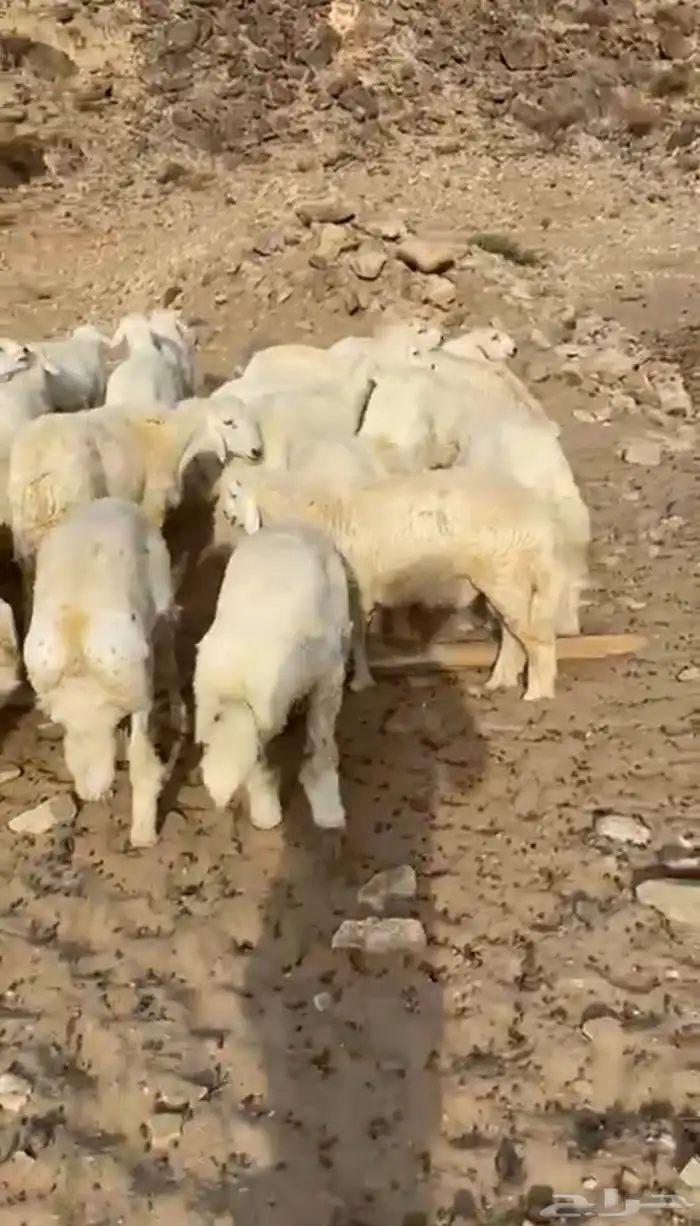 طليان أضاحي 1