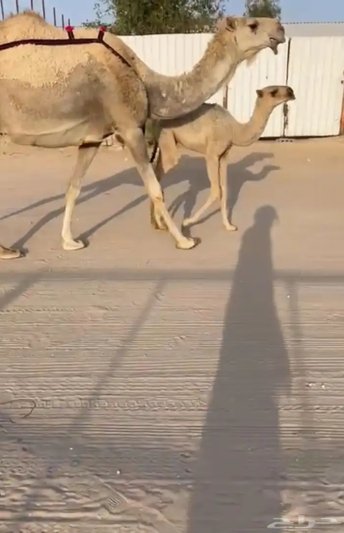 ناقه شقحاء خلفه 0