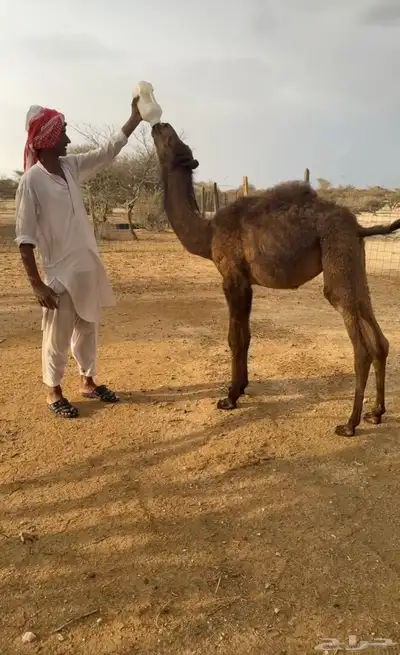 للبيع قعود يصلح للي يبي يضير ولا يربي. ( تم البيع). 2