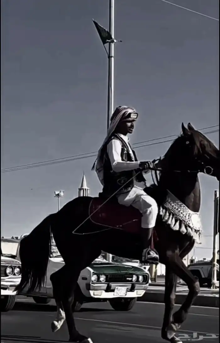 خيل عربي شعبي 5