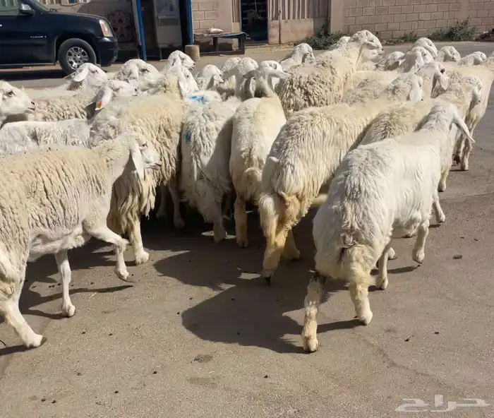 تم البيع حريات صنف 7