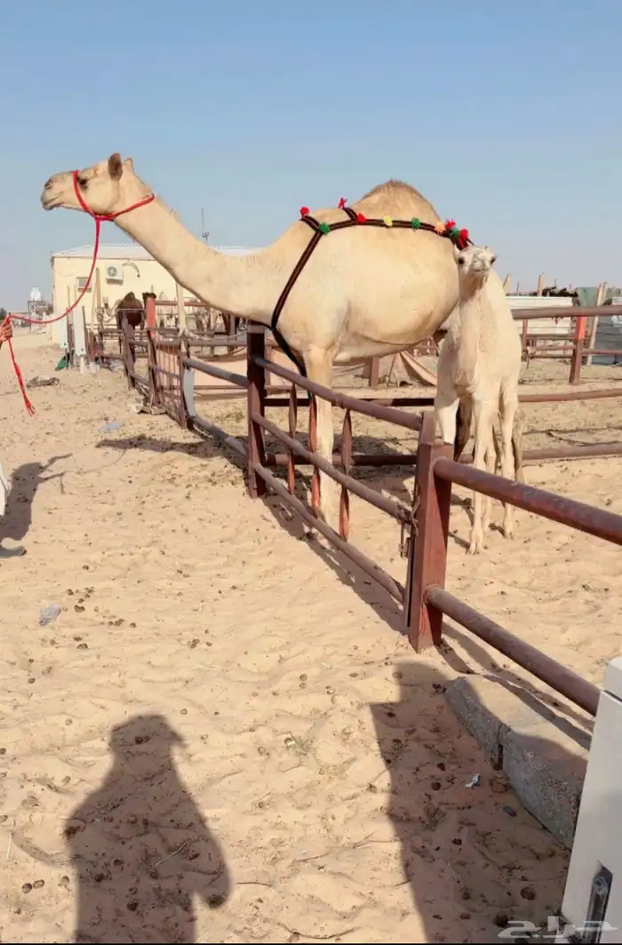 خلفه تحتها بكره للبيع هجن 0