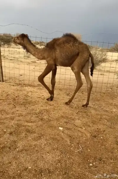 للبيع قعود يصلح للي يبي يضير ولا يربي. ( تم البيع). 3