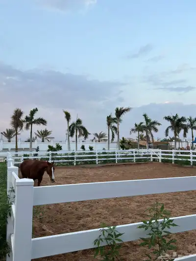 ايواء للخيل خاص للايجار برنامج غذائي متكامل 4