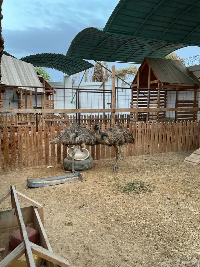 مربط و اسطبل ل ايواء الخيل Horse Stable - شمال جدة (ذهبان) 2