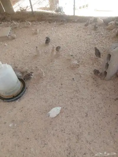 للبيع سمان 0