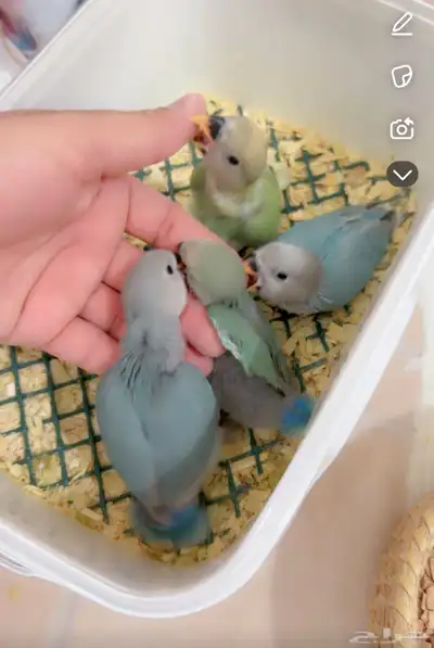 فروخ 0