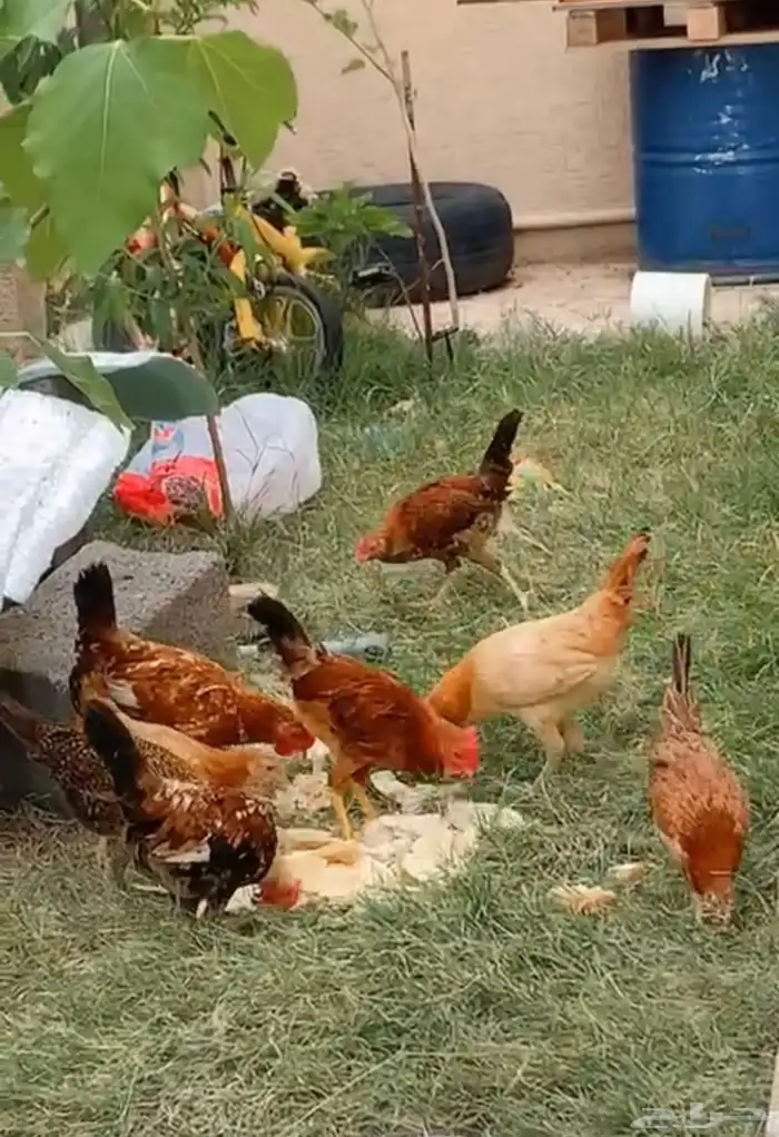 دجاج بلدي للبيع 6