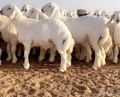 بربري تيوس وطليان للكميات الكبيره ب 460 3