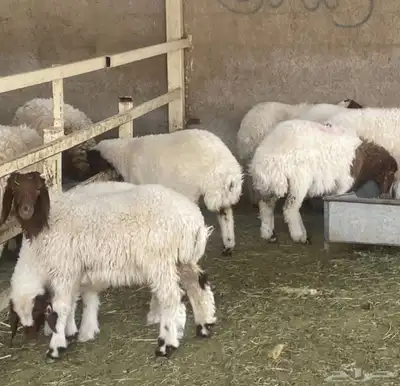 بربري تيوس وطليان للكميات الكبيره ب 460 4