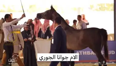 مهره واهو دماء جمال 4
