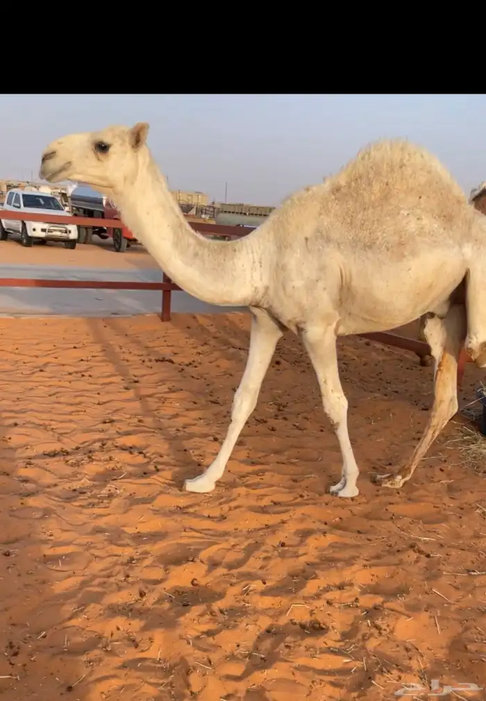 قعدان 1