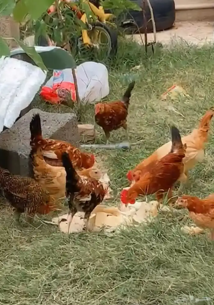 دجاج بلدي للبيع 5