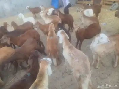 غنم سواكني فل شحم ولحم 1