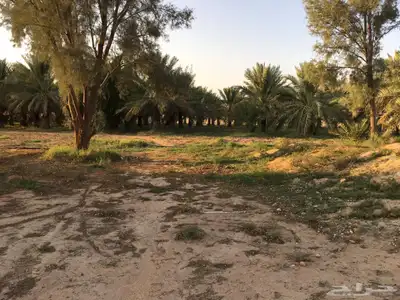 للبيع استراحه زاويه بالاسياح بصك الكتروني مساحه 10 الاف متر 6