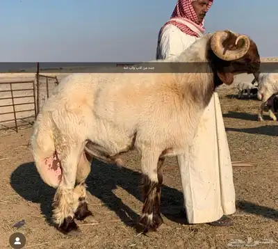 مشروع فحل نعيم صنف فاخر 2
