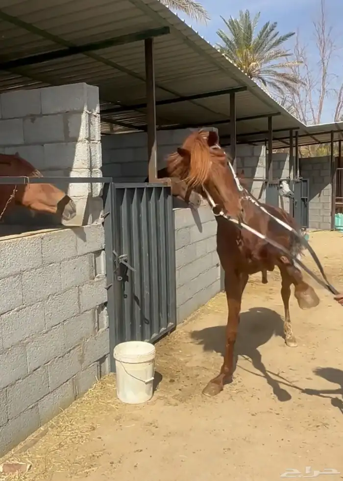 خيل عربي شعبي 3