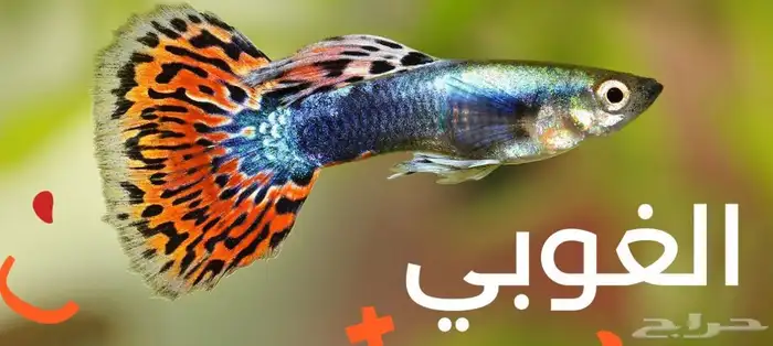 للبيع سمك الزينه 1