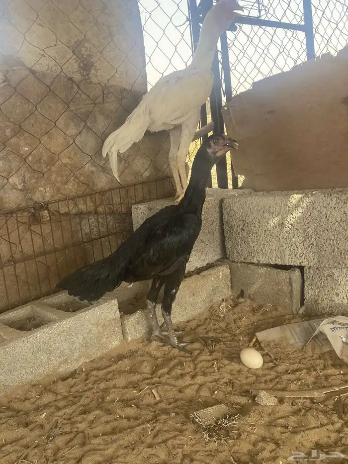 تم البيع 0
