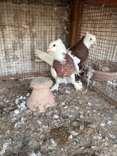 ايراني مطوق بانتاجه 2